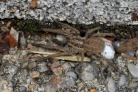La Lycose tarentuline ou Tarentule radie ou Fausse tarentule ou encore Hogna raye. Une femelle et sa progniture (Araneae - Lycosidae - Hogna radiata)